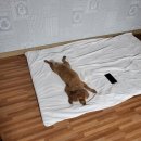 뉴신정주유소 개방화장실 | 내가 직접 가본 애견동반 숙소(펜션&amp;리조트) 후기