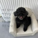 옐로삭스(애견미용) | 대구 달서구 애견미용 위드나나 피어프리 수료 미용실, 푸들 스파 미용 후기 8살 복순이 후기