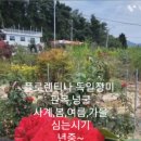 꽃으로노래하다 이미지