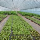 속리산농장 이미지