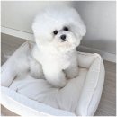 펫 아지트 | 강아지방석 추천 펫앤마마 커버분리형 방수 사계절 강아지쿠션 후기