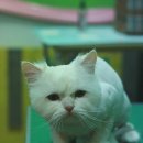 뽀미 애견 미용샵 이미지