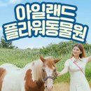 아일랜드플라워카페