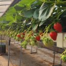 대림2농장 이미지