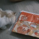 고양이 숨숨집 정글몬스터 모모의 크런치백 사용후기 (덴탈워터,건조캣닢)