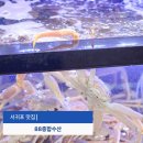 종합수산 | 서귀포 88종합수산 회포장 후기｜올레시장 커플모듬회·해산물 한상 가득