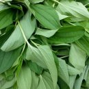 참삼영농조합법인 이미지