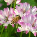 자연-꽃 이미지