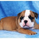 오산25시종합동물병원 이미지