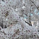 순정 만화 이미지