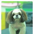 도토리 펫살롱 이미지