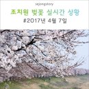 조천변 벚꽃길 이미지