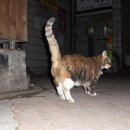 미스고미용실