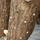 참나무원목표고버섯(반짝세일합니다) 이미지