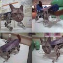 일본에서 만든 4족 보행 고양이 로봇 (브금유) 이미지
