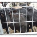 소가산농장 이미지