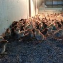 일월부화장 이미지