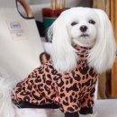 러블리(Lovely) 강아지