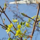고로쇠나무(열매) 이미지