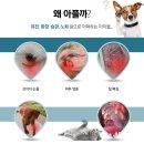 펫힐링센터 이미지