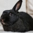 광주TNR동물병원(송정) 이미지