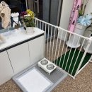 댕스잇 | 대구 수성구 범어동 수성구청역 근처 애견 강아지 수제간식 ‘댕스잇’