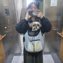 사랑스럽댕 이미지