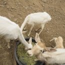 백록농장 이미지