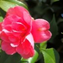 사필귀정/정경부인 이미지