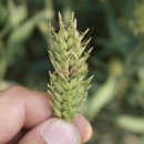 진흥농산 | 농촌진흥청,중동전쟁장기화대응‘농가생산비절감기술’현장지원총력 / 사과‘골든볼’더노랗고예쁘게...