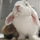 부천준동물병원 이미지