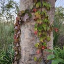 소나무여울공원 이미지