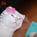 이따가다 이미지