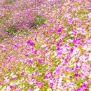 대황강자연휴식공원 이미지