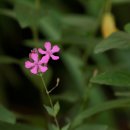 은혜예복 이미지