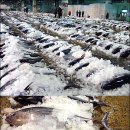 대박참치 이미지