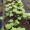 여주-0505 이미지