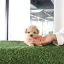 토리애견샵 이미지