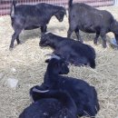 아기염소 이미지