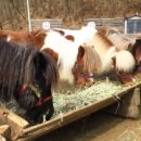 개똥아부탁해 이미지