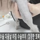 오산시 실버케어센터 | 경축 BTS 광화문 컴백기념 특집 쥬만지 방탄슬개단 보리 수술후기