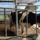 정미목장 이미지