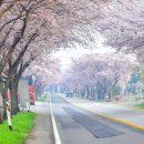 상하리 벚꽃길 이미지