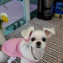 오렌지독하우스 이미지