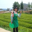 보림제다 이미지