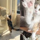 내친구고양이 이미지