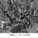 주식회사 올리브인터내셔널 이미지