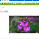 다음카페 영상 주소 따는 설명입니다. 이미지