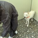 (주)푸르마 | 대구 경산 유기견 봉사 러피월드 경산아이들 쉼터