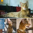 살쾡이 고양이 - 2000만원짜리 ‘명품 애완 고양이’, 논란 유발 이미지